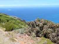 Cape Point (Wanderung zum alten Leuchtturm)