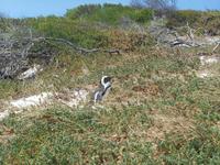 Boulders Beach bei Simon’s Town - Heimat der Brillenpinguine