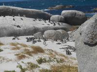Boulders Beach bei Simon’s Town - Heimat der Brillenpinguine