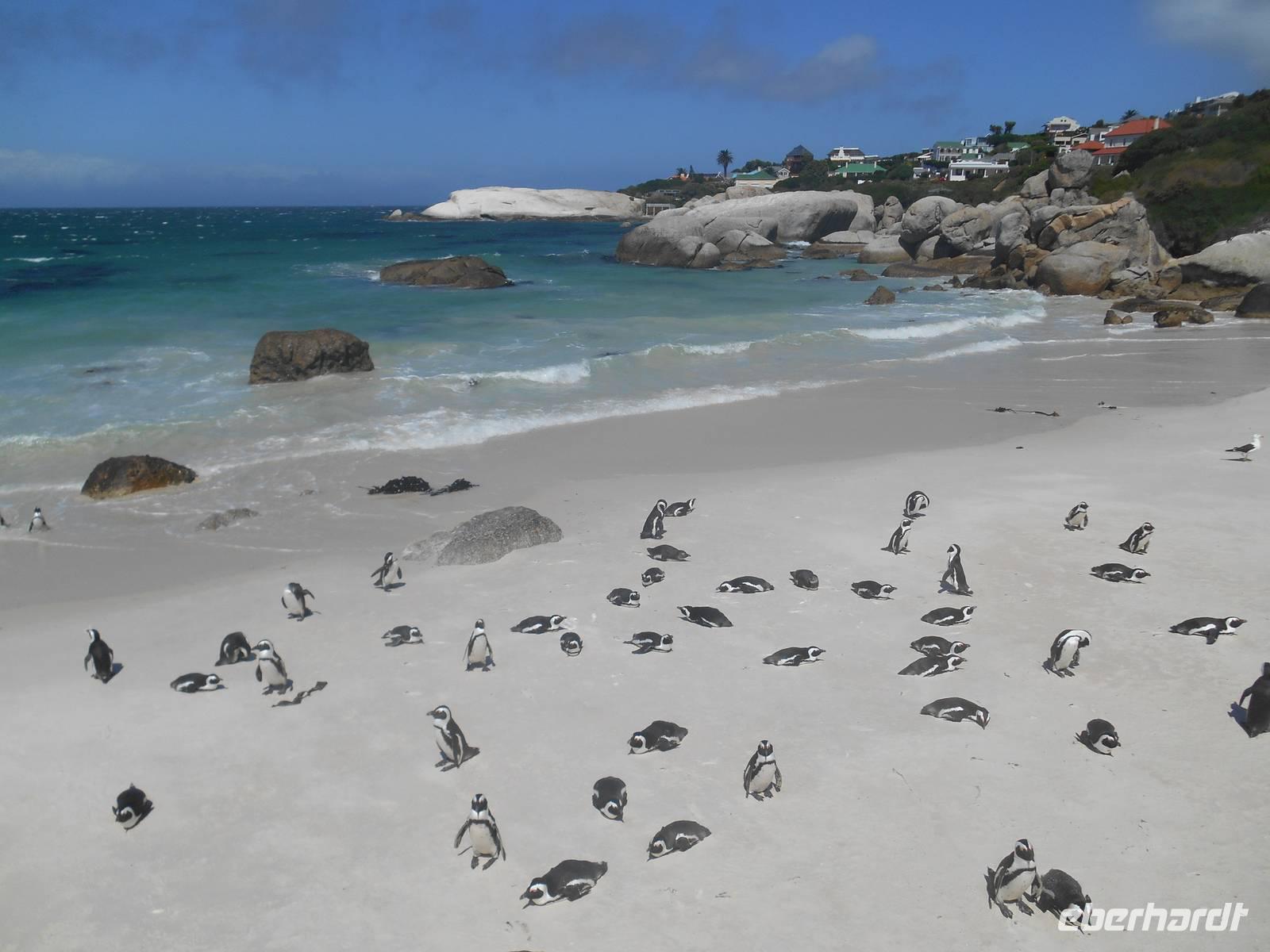Boulders Beach bei Simon’s Town - Heimat der Brillenpinguine