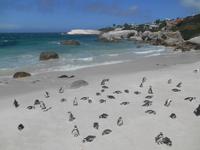 Boulders Beach bei Simon’s Town - Heimat der Brillenpinguine