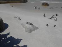 Boulders Beach bei Simon’s Town - Heimat der Brillenpinguine