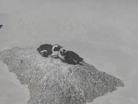 Boulders Beach bei Simon’s Town - Heimat der Brillenpinguine