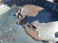 Kapstadt (Rundgang auf dem Tafelberg)