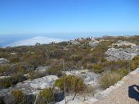Kapstadt (Rundgang auf dem Tafelberg)