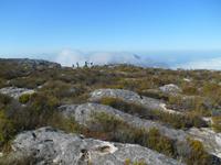 Kapstadt (Rundgang auf dem Tafelberg)