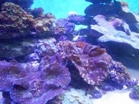 Kapstadt (Two Oceans Aquarium)