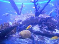 Kapstadt (Two Oceans Aquarium)