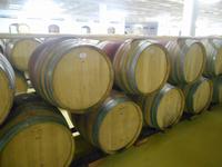 Stellenbosch (Kellerführung auf dem Weingut 