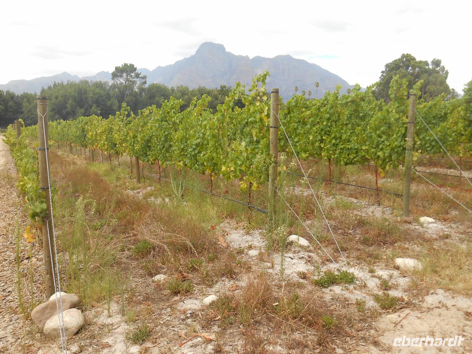 Franschhoek (Weingut 