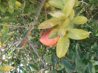 Fahrt von Kapstadt nach Hermanus - Strand (Granatapfel)