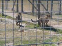 Fahrt von Kapstadt nach Hermanus - Strand (Geparden-Park)