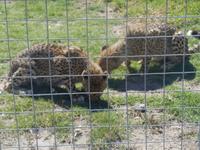 Fahrt von Kapstadt nach Hermanus - Strand (Geparden-Park)