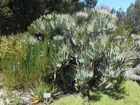 Fahrt von Kapstadt nach Hermanus - Betty´s Bay (Botanischer Garten)