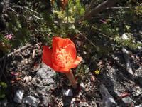 Fahrt von Kapstadt nach Hermanus - Betty´s Bay (Botanischer Garten)