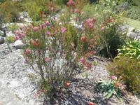 Fahrt von Kapstadt nach Hermanus - Betty´s Bay (Botanischer Garten)