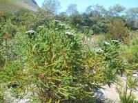 Fahrt von Kapstadt nach Hermanus - Betty´s Bay (Botanischer Garten)