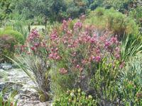 Fahrt von Kapstadt nach Hermanus - Betty´s Bay (Botanischer Garten)