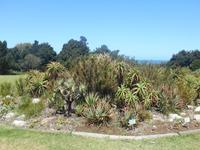 Fahrt von Kapstadt nach Hermanus - Betty´s Bay (Botanischer Garten)