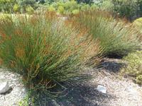 Fahrt von Kapstadt nach Hermanus - Betty´s Bay (Botanischer Garten)