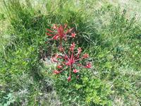 Fahrt von Kapstadt nach Hermanus - Betty´s Bay (Botanischer Garten)