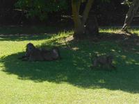 Fahrt von Kapstadt nach Hermanus - Betty´s Bay (Botanischer Garten - Paviane!)