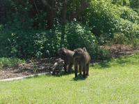 Fahrt von Kapstadt nach Hermanus - Betty´s Bay (Botanischer Garten - Paviane!)