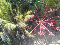 Featherbed Naturreservat (Impressionen bei der Wanderung)