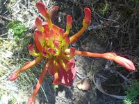 Featherbed Naturreservat (Impressionen bei der Wanderung - Candelabra)