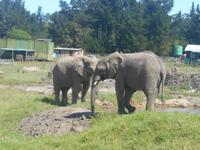 Knysna-Elefantenpark