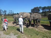 Knysna-Elefantenpark