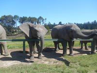 Knysna-Elefantenpark