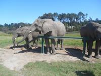 Knysna-Elefantenpark