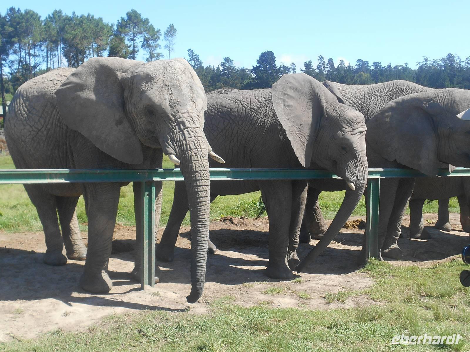 Knysna-Elefantenpark