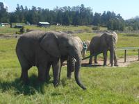 Knysna-Elefantenpark