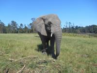 Knysna-Elefantenpark