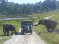 Knysna-Elefantenpark
