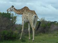 Ankunft im Kariega Wildreservat - erste Begegnung mit einer Giraffe!
