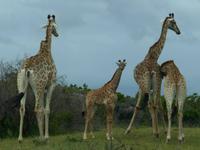Ankunft im Kariega Wildreservat - erste Begegnung mit Giraffen!