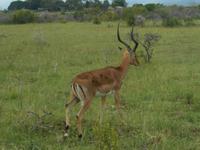 441 Ankunft im Kariega Wildreservat - erste Begegnung mit einem Impala (Schwarzfersenantilope)