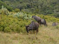 Abend-Safari am 24.02. - Blue Wildebeest (Streifen Gnu)