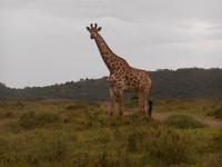 Abend-Safari am 24.02. - Giraffe