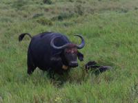 Abend-Safari am 24.02. - Büffel (der erste Big Five!)