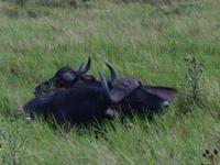 Abend-Safari am 24.02. - Büffel