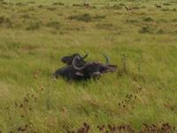 Abend-Safari am 24.02. - Büffel