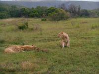 Abend-Safari am 24.02. - Löwen (der zweite Big Five!)