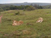 Abend-Safari am 24.02. - Löwen