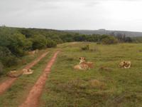 Abend-Safari am 24.02. - Löwen