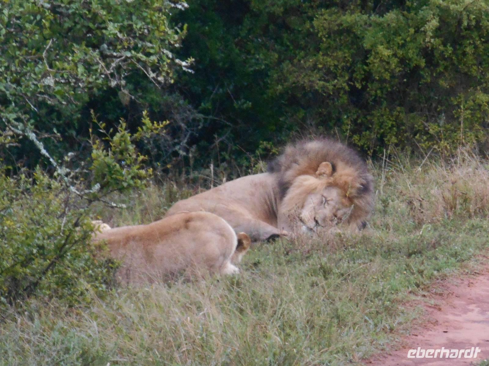 Abend-Safari am 24.02. - schlafender Löwe