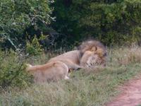 Abend-Safari am 24.02. - schlafender Löwe